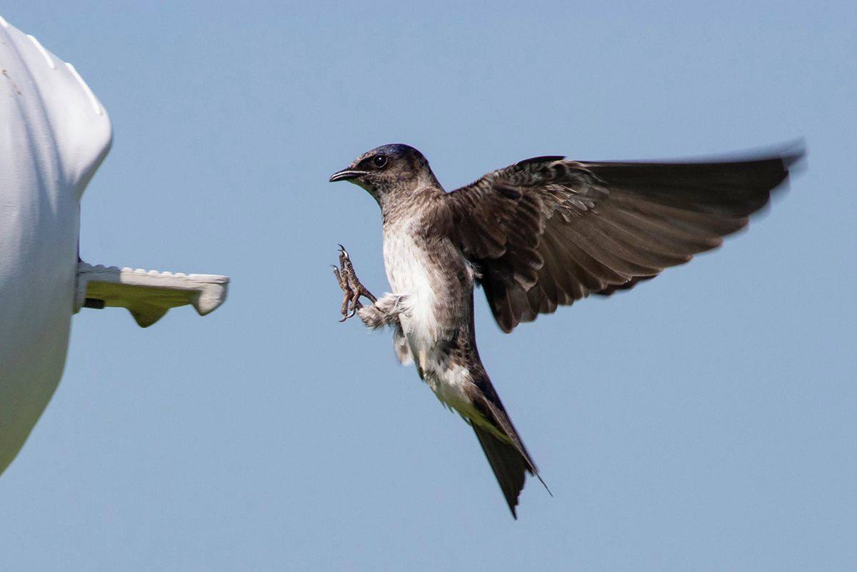 purple-martin.jpg